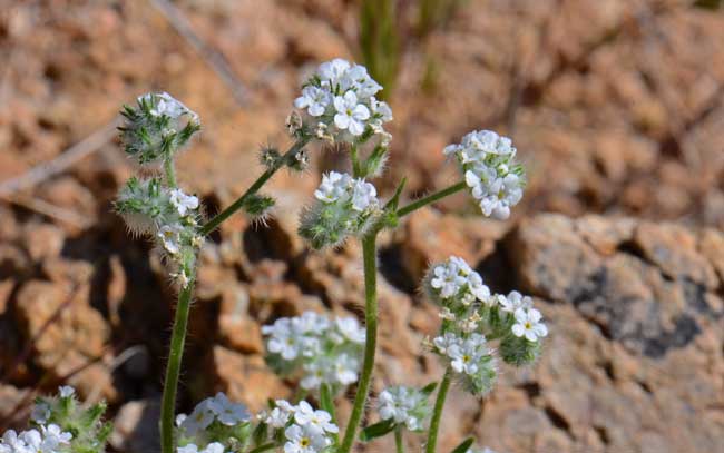 Narrowstem Cryptantha blooms from May to June in elevations ranging from 1,500 to 7,000 feet. Cryptantha gracilis 